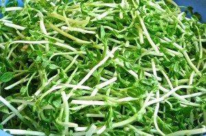 Stir Fried Tau Miu (Sweet pea sprout) | Huang Kitchen